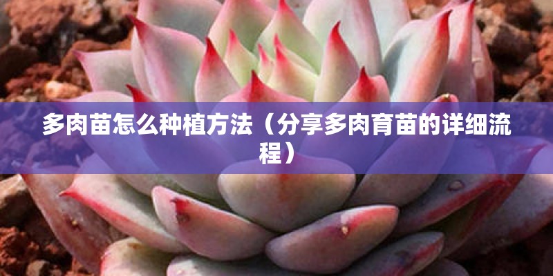 多肉苗怎么种植方法(分享多肉育苗的详细流程) 多肉苗怎么种植方法(分享多肉育苗的详细流程)