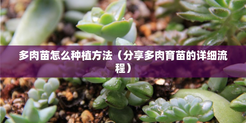 多肉苗怎么种植方法(分享多肉育苗的详细流程) 多肉苗怎么种植方法(分享多肉育苗的详细流程)