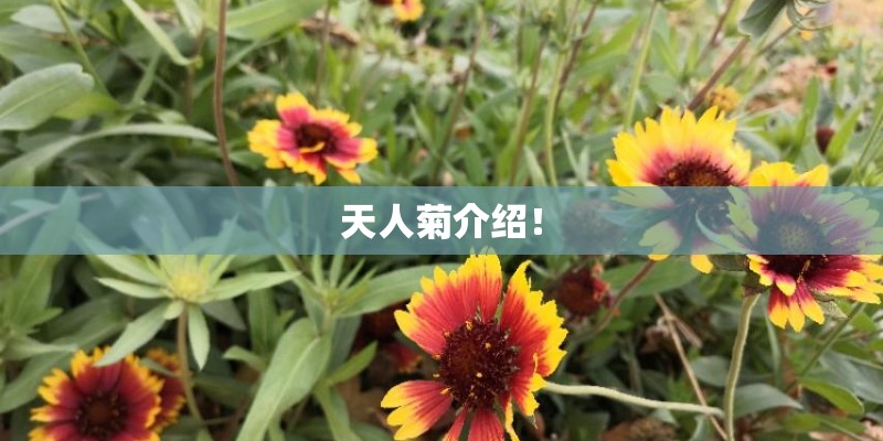 天人菊介绍！