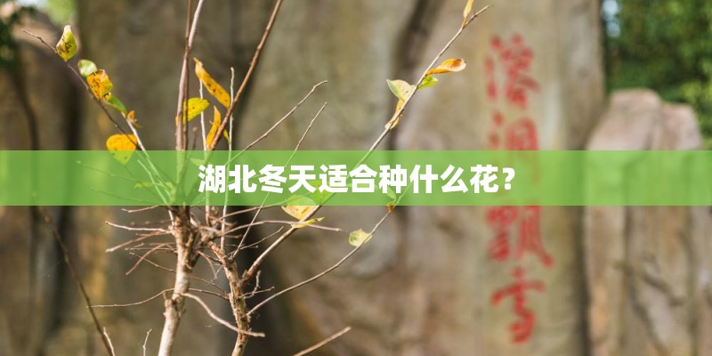 湖北冬天适合种什么花？