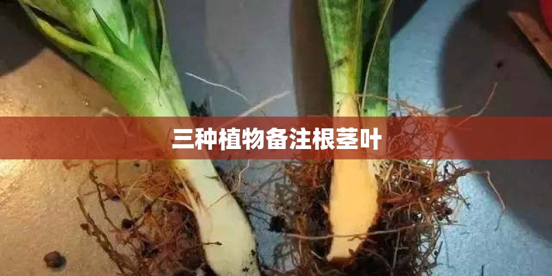 梦见屋里地下长满花草