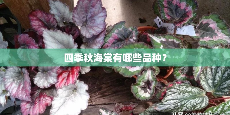 四季秋海棠有哪些品种？