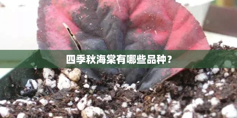 四季秋海棠有哪些品种？