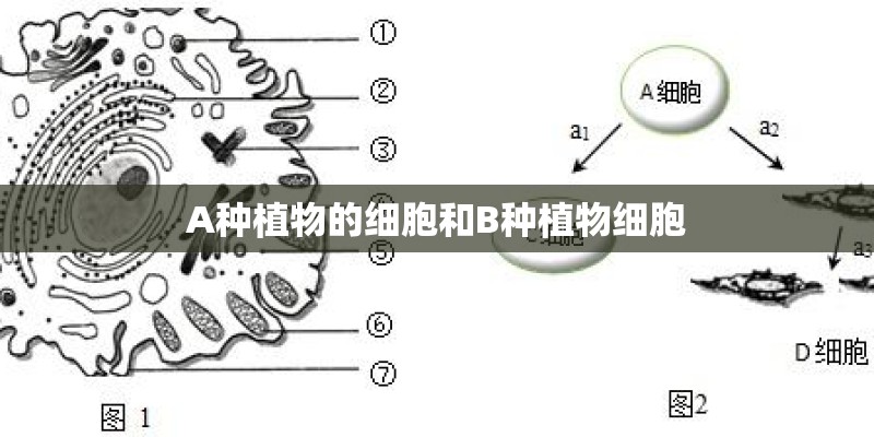 四季秋海棠有哪些品种？