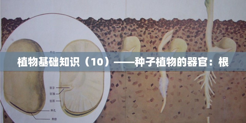 四季秋海棠有哪些品种？