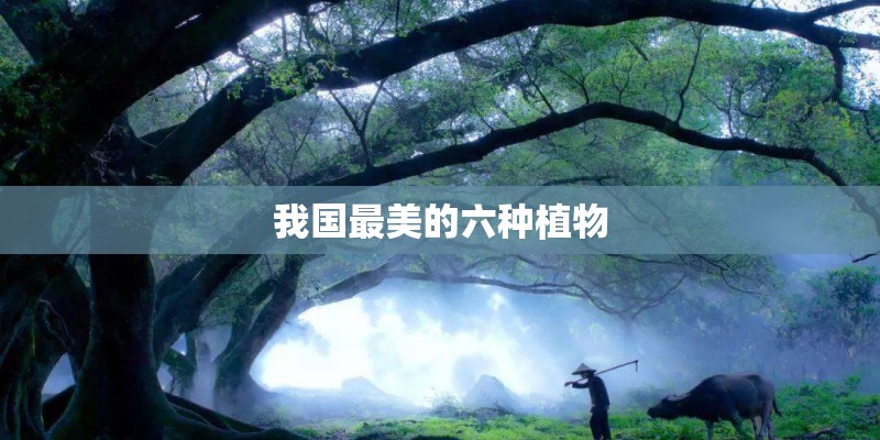 梦见屋里地下长满花草