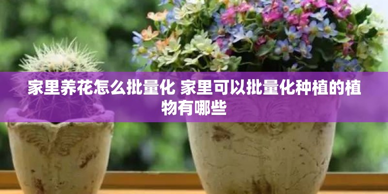 小玫瑰花的养殖方法和注意事项