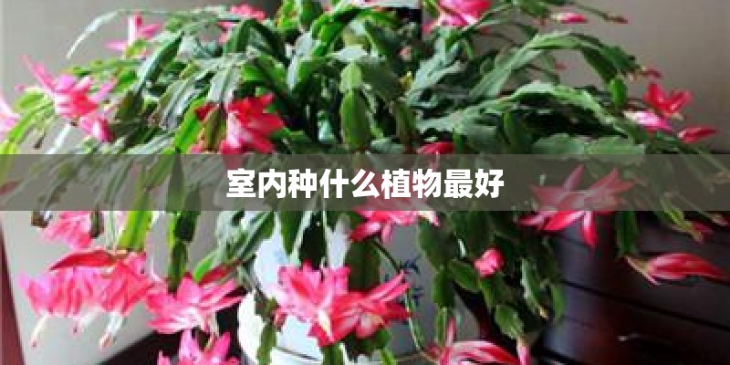 小玫瑰花的养殖方法和注意事项