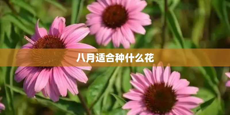秋天入侵的一种植物