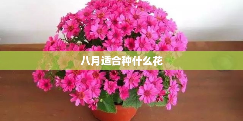 八月适合种什么花 八月适合种什么花