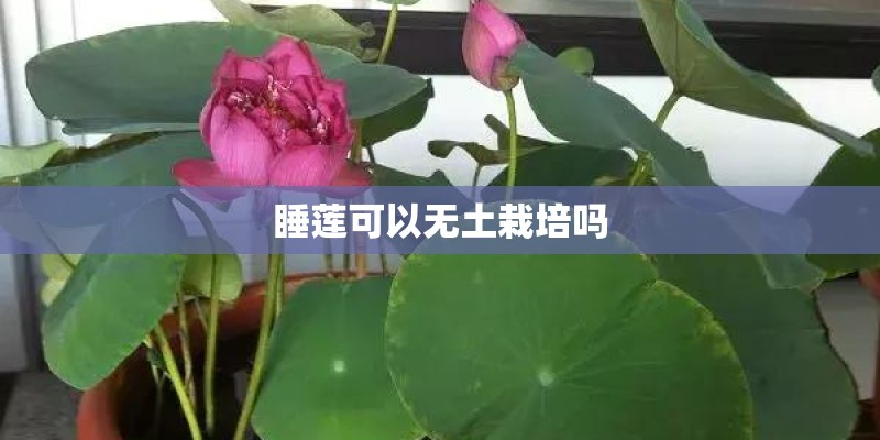 四季秋海棠有哪些品种？