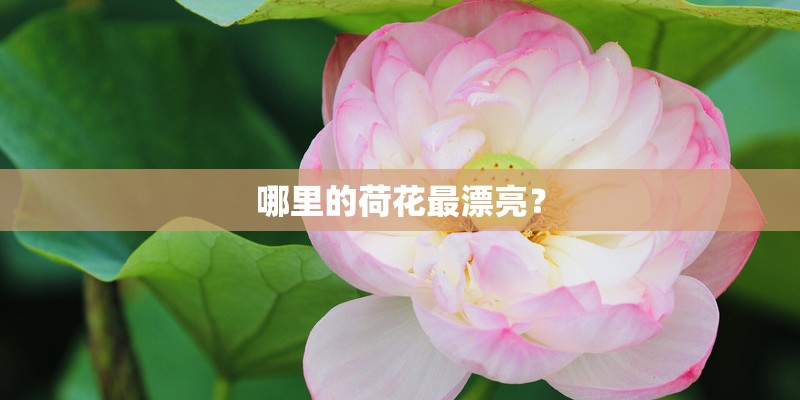 秋天入侵的一种植物