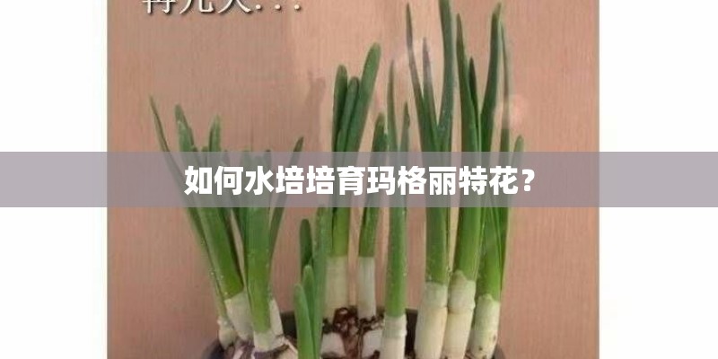 如何水培培育玛格丽特花？