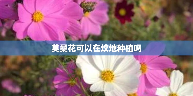四季秋海棠有哪些品种？