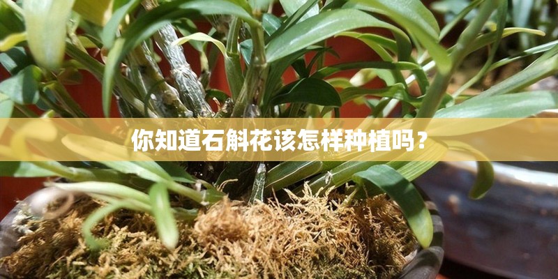 秋天入侵的一种植物
