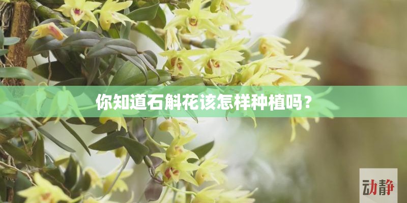 你知道石斛花该怎样种植吗？