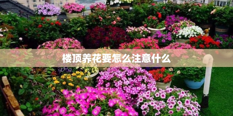 澳门找房子上什么网