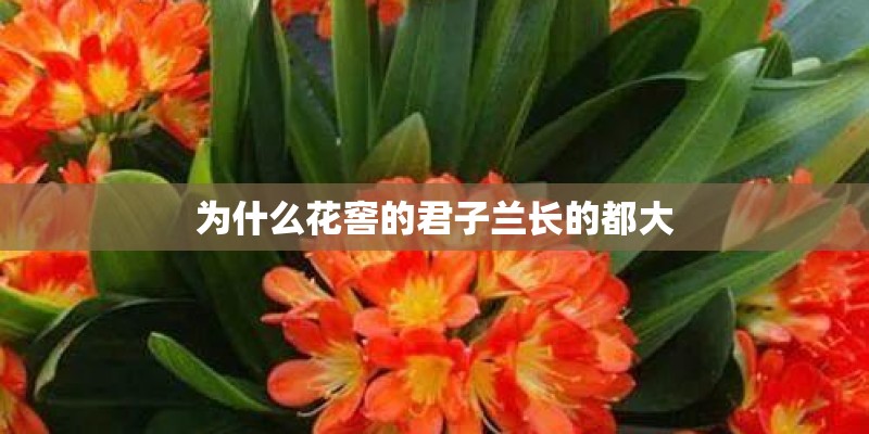 天人菊介绍！