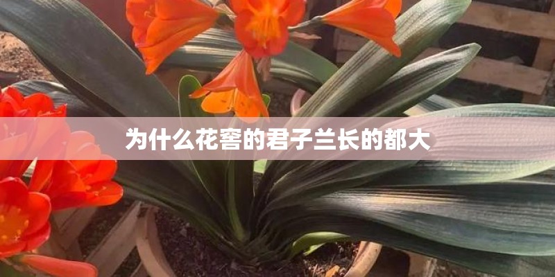 为什么花窖的君子兰长的都大 为什么花窖的君子兰长的都大