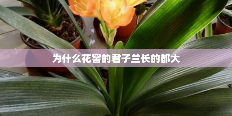 为什么花窖的君子兰长的都大 为什么花窖的君子兰长的都大