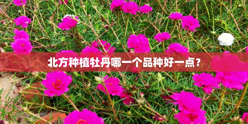 北方种植牡丹哪一个品种好一点？