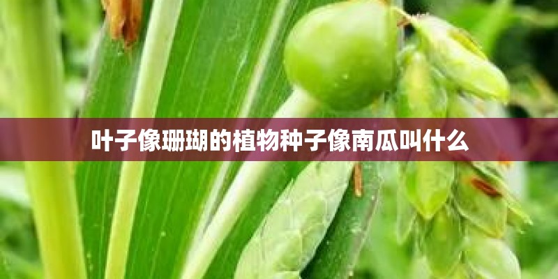 叶子像珊瑚的植物种子像南瓜叫什么