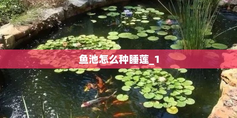 最贵的苔藓品种