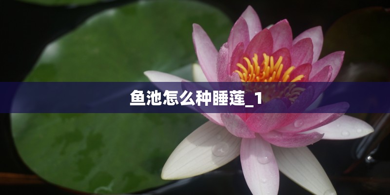 鱼池怎么种睡莲_1
