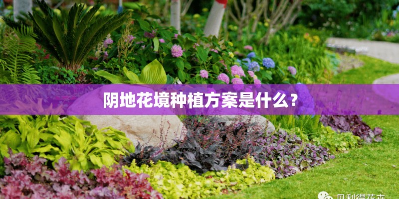 阴地花境种植方案是什么？