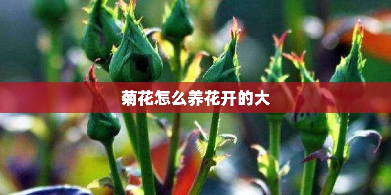 菊花怎么养花开的大 菊花怎么养花开的大