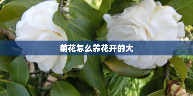 菊花怎么养花开的大 菊花怎么养花开的大