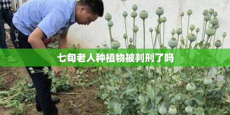 七旬老人种植物被判刑了吗 七旬老人种植物被判刑了吗