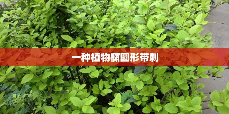 一种植物椭圆形带刺