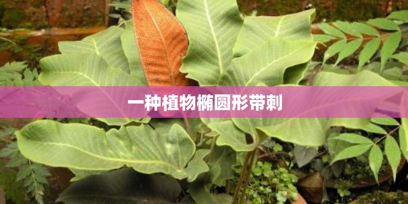 一种植物椭圆形带刺