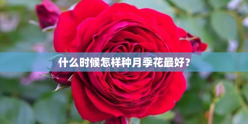 什么时候怎样种月季花最好？