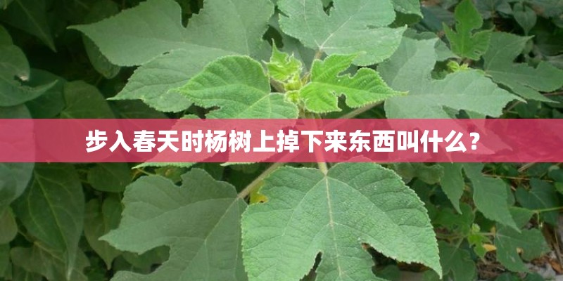 什么时候怎样种月季花最好？