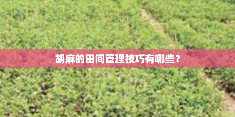 胡麻的田间管理技巧有哪些？