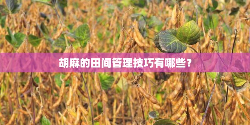 胡麻的田间管理技巧有哪些？