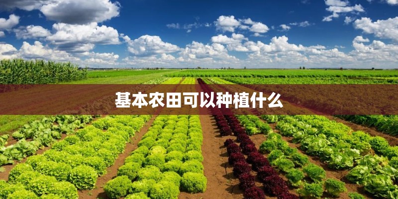 基本农田可以种植什么