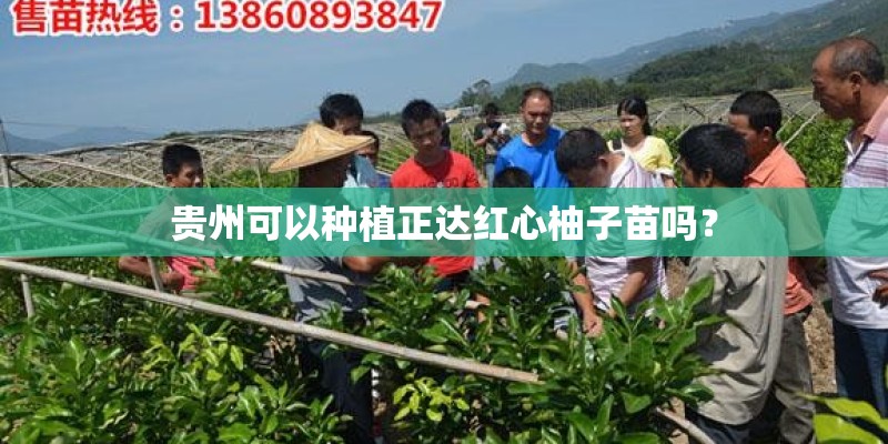 贵州可以种植正达红心柚子苗吗？