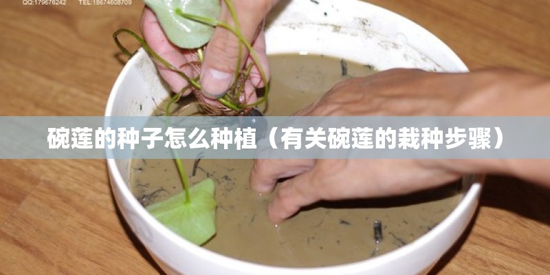 碗莲的种子怎么种植（有关碗莲的栽种步骤）