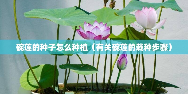 碗莲的种子怎么种植（有关碗莲的栽种步骤）