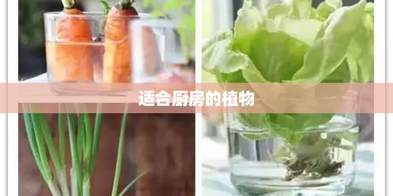 适合厨房的植物