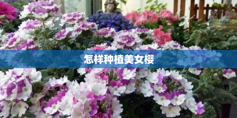 怎样种植美女樱
