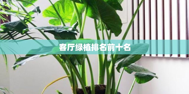 客厅绿植排名前十名