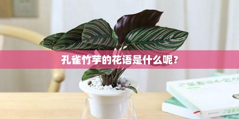 孔雀竹芋的花语是什么呢？