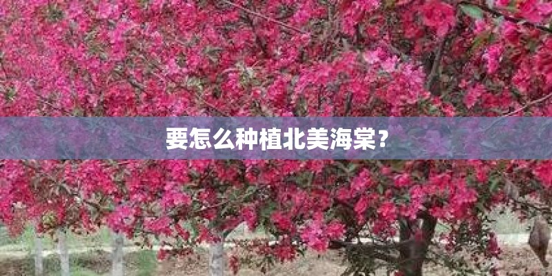 要怎么种植北美海棠？