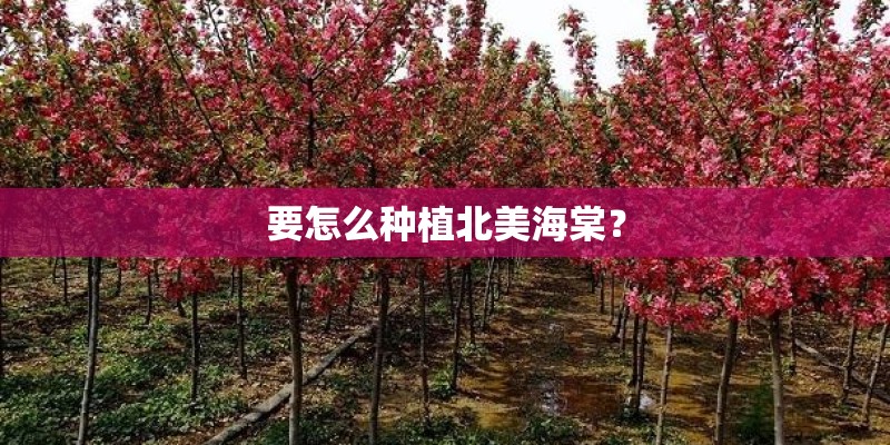 要怎么种植北美海棠？