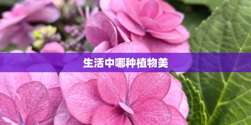 种球花卉有哪些
