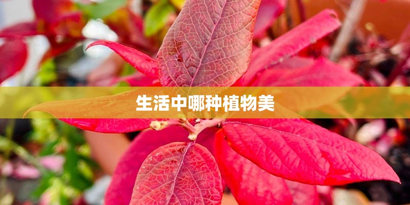生活中哪种植物美